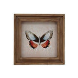 VIP Home & Garden VIP PU12304x Butterfly Art Print In Frame - 3 Styles