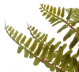 Raz Imports 26 4622726x Potted Fern, 12in - 3 Styles