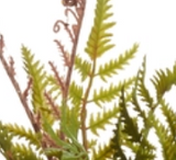 Raz Imports 26 4622726x Potted Fern, 12in - 3 Styles