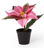 Two's Company 26 82953xx Festive Flower Market Poinsettias Set of 3 - 3 Colors
