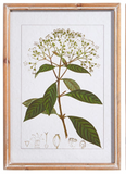 Raz Imports RZ 4344540 Botanical Framed Print 18in