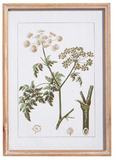 Raz Imports RZ 4344540 Botanical Framed Print 18in