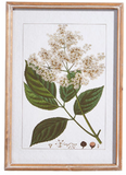 Raz Imports RZ 4344540 Botanical Framed Print 18in