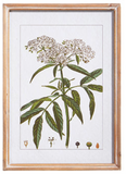 Raz Imports RZ 4344540 Botanical Framed Print 18in