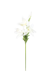 Kalalou Inc KI CSL1303 Botanica #1303