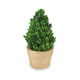 Mud Pie MP 40930029xx Small Boxwood Topiary - 3 Styles
