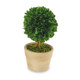 Mud Pie MP 40930029xx Small Boxwood Topiary - 3 Styles