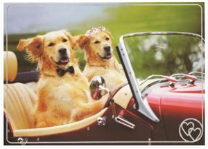 Design Design DD 100-42022 Two Dogs Driving Convertible