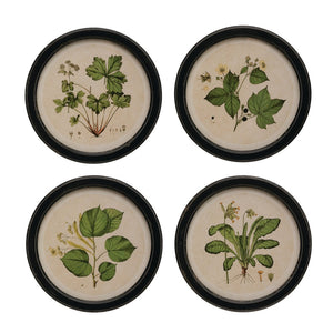 Creative Co-Op CCOP DF3358A  Round MDF Framed Wall Decor with Vintage Reproduction Botanical Print, 4 Styles 13.75"