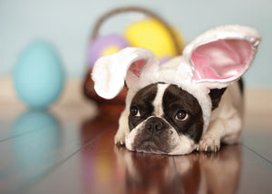 Design Design DD 100-79766 Frenchie in Bunny Ears - Easter