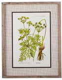 Raz Imports RZ 4144535 27.5 Botanical Framed Print
