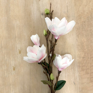 The Royal Standard TRS 46198 Japanese Magnolia Stem Pale Pink