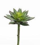 Melrose International MI 6660xx Succulent Plants