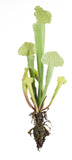 Melrose International MI 70643 Cobra Lily Plant