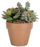Melrose International MI 74527xx Potted Succulent