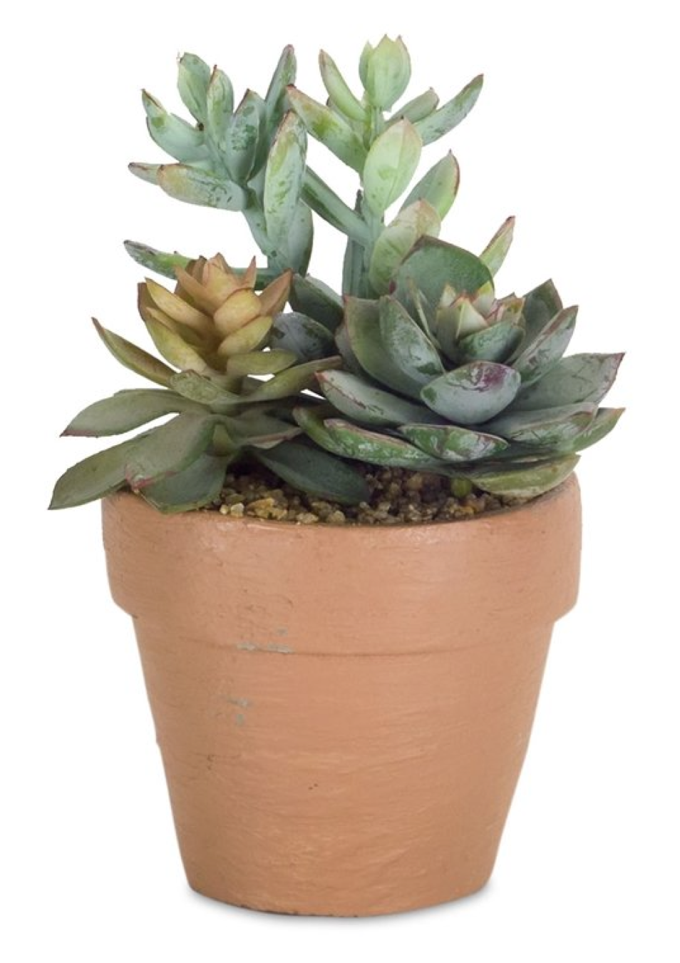 melrose succulents Melrose International MI 74527xx Potted Succulent – Piper Lillies Gift  Shoppe