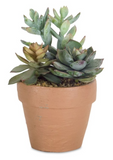 Melrose International MI 74527xx Potted Succulent