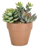 Melrose International MI 74527xx Potted Succulent