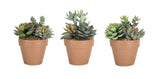 Melrose International MI 74527xx Potted Succulent