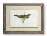 Melrose International MI 74576 Framed Bird Print
