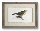 Melrose International MI 74576 Framed Bird Print