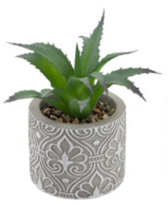 succulents in boston Boston International BI BES22315x Society of Succulents