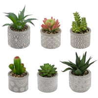 succulents in boston Boston International BI BES22315x Society of Succulents – Piper Lillies Gift Shoppe