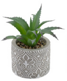 Boston International BI BES22315x Society of Succulents