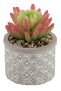 where to buy succulents in boston Boston International BI BES22315x Society of Succulents – Piper Lillies  Gift Shoppe