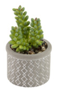 boston succulents Boston International BI BES22315x Society of Succulents – Piper Lillies  Gift Shoppe