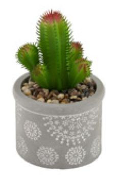 succulents boston Boston International BI BES22315x Society of Succulents – Piper Lillies Gift Shoppe