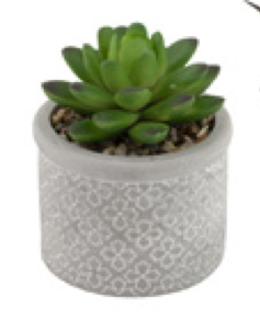 where to buy succulents in boston Boston International BI BES22315x Society of Succulents – Piper Lillies  Gift Shoppe