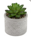 Boston International BI BES22315x Society of Succulents