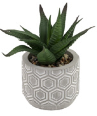 succulents boston Boston International BI BES22315x Society of Succulents – Piper Lillies Gift Shoppe