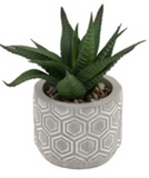 Boston International BI BES22315x Society of Succulents