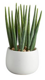 Creative Brands CB BMR261xx 47th & Main Cactus in a Pot