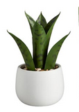 Creative Brands CB BMR261xx 47th & Main Cactus in a Pot