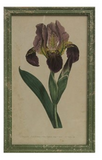 Creative Co-Op CCOP DF2219A Vintage Reproduction Iris Wood Framed Wall Decor