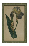 Creative Co-Op CCOP DF2219A Vintage Reproduction Iris Wood Framed Wall Decor