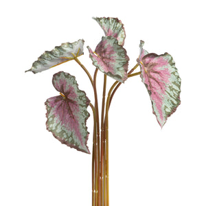 Park Hill Collection PHC EBY10159 Variegated Begonia Bundle