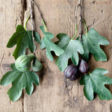 Park Hill Collection PHC EBY90564x Fig Cutting