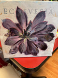 Sullivans SU 196S0909 Echeveria Giclee Wall Art