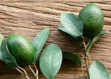 Park Hill Collection PHC EBY90569x Citrus Branch