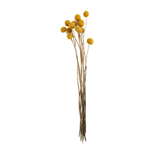 Mud Pie MP 40940054 Dried Billy Buttons