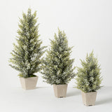 Sullivans SU TR1111x Potted Pine Berry Tree